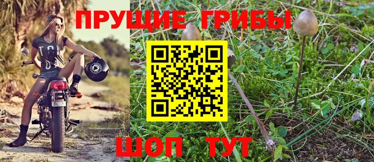 Галлюциногенные грибы Psilocybe  Псилоцибиновые грибы Psilocybe  Владимир  Вход с VPN 